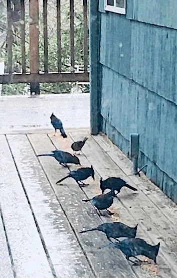 Stellar’s Jays on our deck.